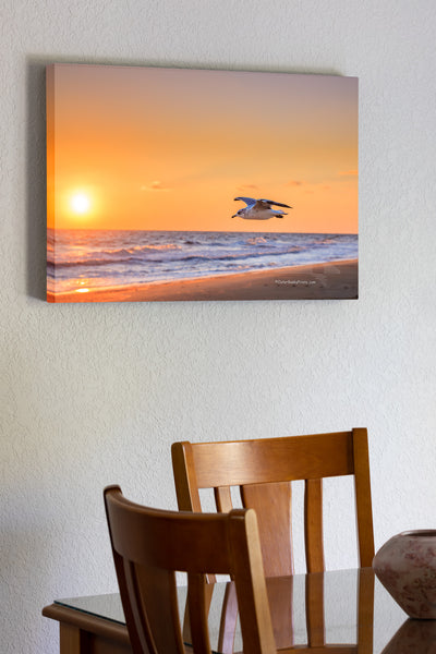Seagull flying along a Outer Banks beach at sunrise. Seagulls are fabulous flyers that have mastered the art of sorry. They are one of the only species of sea birds that can survive by drinking salt water which enables them to go far out to sea. Seagulls mate for life and both parents care for the young.