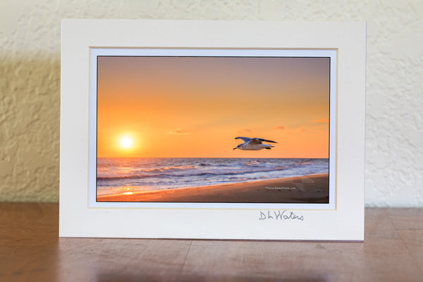 Seagull flying along a Outer Banks beach at sunrise. Seagulls are fabulous flyers that have mastered the art of sorry. They are one of the only species of sea birds that can survive by drinking salt water which enables them to go far out to sea. Seagulls mate for life and both parents care for the young.