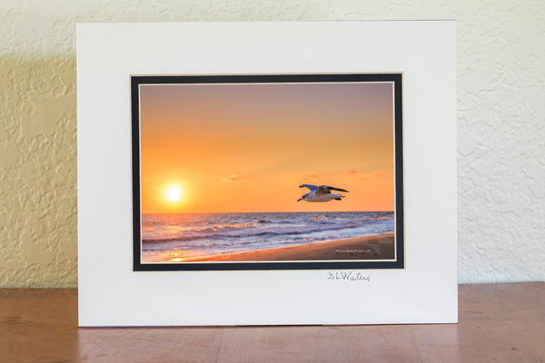Seagull flying along a Outer Banks beach at sunrise. Seagulls are fabulous flyers that have mastered the art of sorry. They are one of the only species of sea birds that can survive by drinking salt water which enables them to go far out to sea. Seagulls mate for life and both parents care for the young.