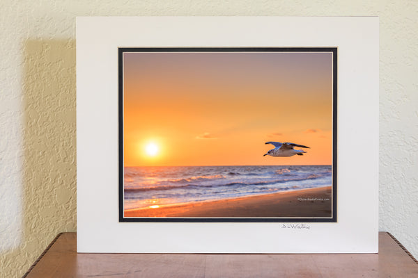 Seagull flying along a Outer Banks beach at sunrise. Seagulls are fabulous flyers that have mastered the art of sorry. They are one of the only species of sea birds that can survive by drinking salt water which enables them to go far out to sea. Seagulls mate for life and both parents care for the young.
