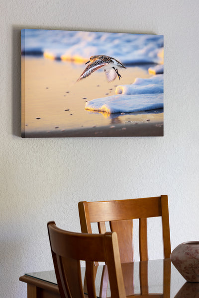 A sandpiper comes in for a landing as the sun sets over the beach. Soft sea foam lines the shore, and the warm colors of the fading light reflect off the wet sand, capturing a quiet moment along the Outer Banks.
