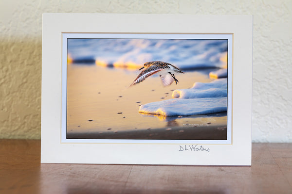 A sandpiper comes in for a landing as the sun sets over the beach. Soft sea foam lines the shore, and the warm colors of the fading light reflect off the wet sand, capturing a quiet moment along the Outer Banks.
