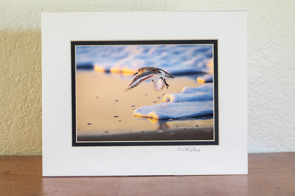 A sandpiper comes in for a landing as the sun sets over the beach. Soft sea foam lines the shore, and the warm colors of the fading light reflect off the wet sand, capturing a quiet moment along the Outer Banks.