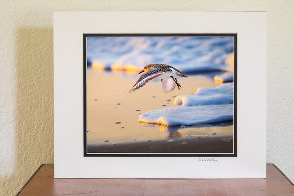 A sandpiper comes in for a landing as the sun sets over the beach. Soft sea foam lines the shore, and the warm colors of the fading light reflect off the wet sand, capturing a quiet moment along the Outer Banks.