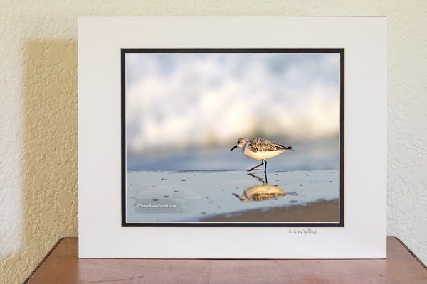 A solitary sandpiper pauses at the water’s edge, its reflection mirrored in the wet sand. Soft, out-of-focus surf rolls in behind it, capturing a quiet moment along the shoreline of Frisco on the Outer Banks.