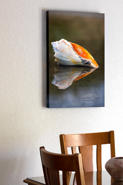 found this Welk shell at the beach in Kity Hawk a few years ago and carry it around as my model. This is the fourth shell I've carried around with me.. The others have been lost in the surf.
This photo was taken in a puddle at Avalon fishing piers, parking lot next to the dumpster. Years ago, I was teaching a Photo Workshop at the same location. To get the reflection of the shell the camera has to be down next to the water, and the woman I was teaching was laying on the pavement trying to frame the image.