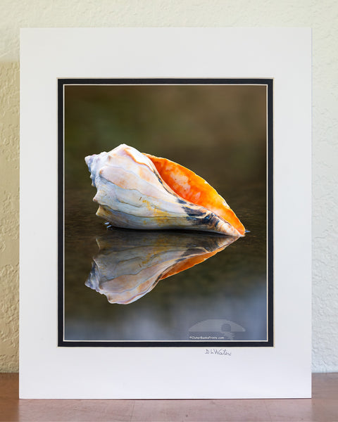 found this Welk shell at the beach in Kity Hawk a few years ago and carry it around as my model. This is the fourth shell I've carried around with me.. The others have been lost in the surf.
This photo was taken in a puddle at Avalon fishing piers, parking lot next to the dumpster. Years ago, I was teaching a Photo Workshop at the same location. To get the reflection of the shell the camera has to be down next to the water, and the woman I was teaching was laying on the pavement trying to frame the image.