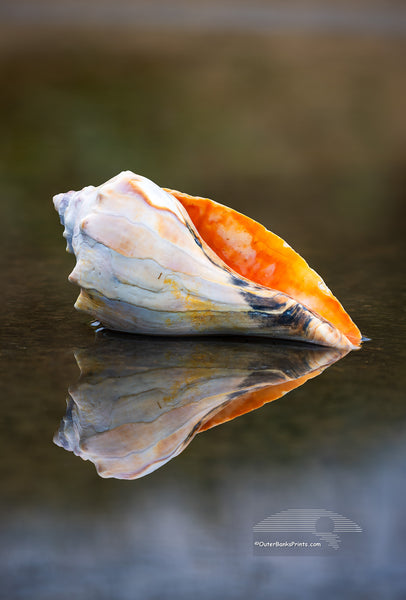 found this Welk shell at the beach in Kity Hawk a few years ago and carry it around as my model. This is the fourth shell I've carried around with me.. The others have been lost in the surf.
This photo was taken in a puddle at Avalon fishing piers, parking lot next to the dumpster. Years ago, I was teaching a Photo Workshop at the same location. To get the reflection of the shell the camera has to be down next to the water, and the woman I was teaching was laying on the pavement trying to frame the image.