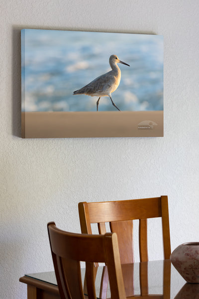 Walk on By  Outer Banks Birds