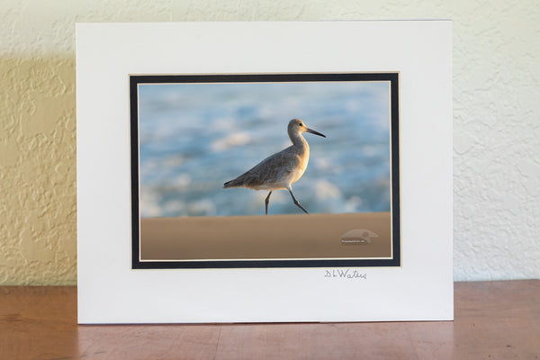 Walk on By  Outer Banks Birds
