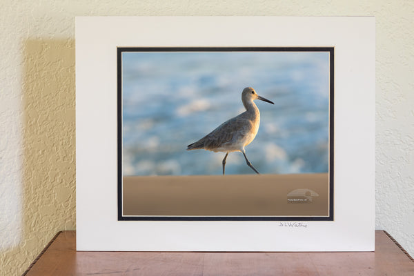 Walk on By  Outer Banks Birds