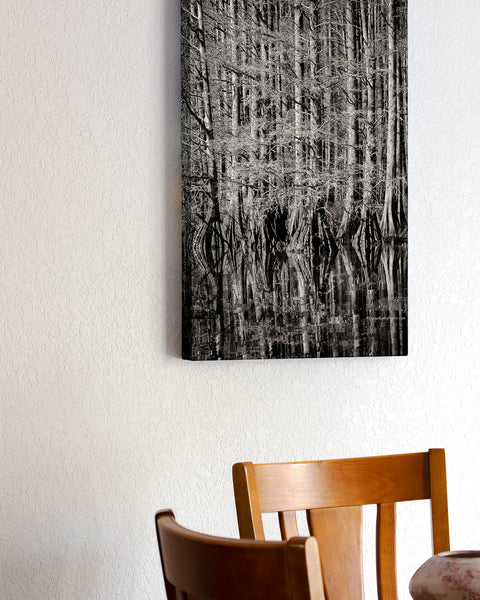 Cypress Study Outer Banks