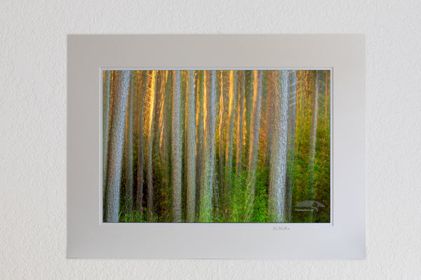 13 x 19 luster print in 18 x 24 ivory mat of