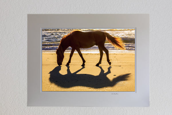 13 x 19 luster prints in a 18 x 24 ivory mat Wild Stallion walking on a bright sunny morning by the ocean in Corolla on the Outer Banks of NC.