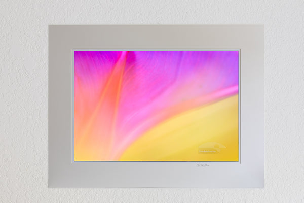 13x19 Lusterr print in a 18x24 ivory mat of Soft focused, close-up of a morning glory flower at Aligator Wildlife Refuage in North Carolanina.