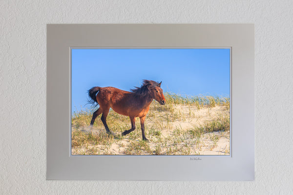 Down the Dunes Outer Banks Wild Horse