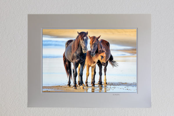 13x19 luster print in a 18x24 ivory mat of Family portrait of wild horses at the beach on the Outer Banks of North Carolina.