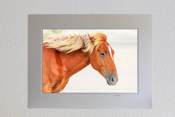 Wild horse on the beach in front of surf at sunrise in Corolla, NC on the Outer Banks.13x19 luster print in a 18x24  ivory mat of