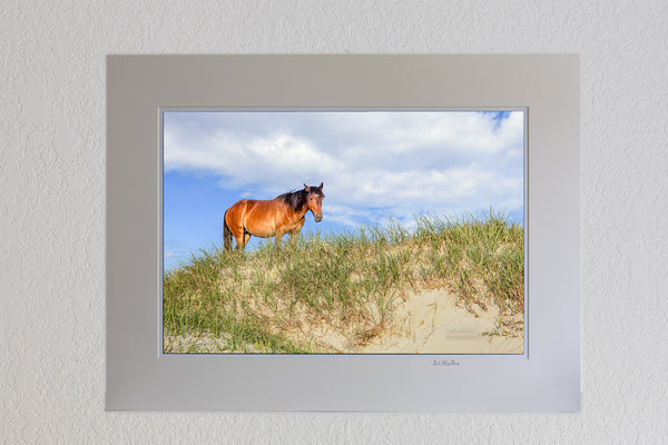 13x19 in a 18x24 ivory mat of Wild horse on top of a sand dune on the Outer Banks in Carova, NC.