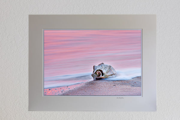 13 x 19 luster print in 18 x 24 ivory mat of A whelk shell at sunrise on Kitty Hawk beach. The long exposure blurred the motion of the waves into a sea of pink color reflected from the sunrise.