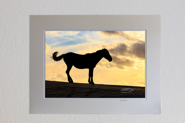 13 x19 luster print in a 18 x 24 ivory mat of a wild horse silhouette swishing its tail in Carova Beach on the Outer Banks of NC.