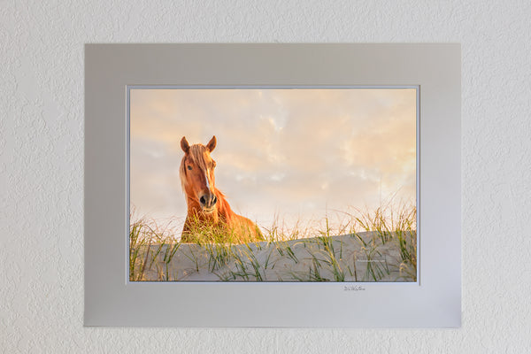 Better View Outer Banks Wild Horse