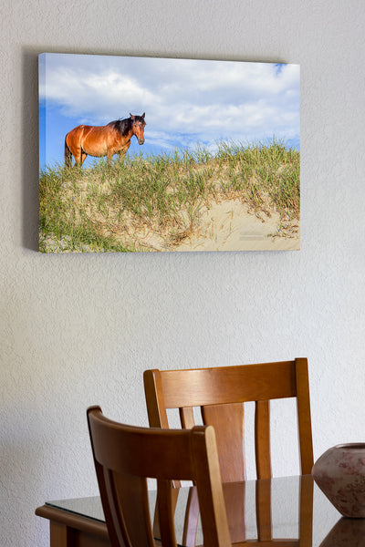 20"x30" x1.5" stretched canvas print hanging in the dining room of Wild horse on top of a sand dune on the Outer Banks in Crova, NC.
