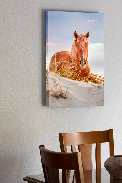 20"x30" x1.5" stretched canvas print hanging in the dining room of wild Spanish mustangs have roamed free in the Northern Outer Banks for nearly 500 years. They are descended from horses from ancient shipwrecks. A small herd of nearly 100 wild mustangs still roam free in the 4WD section of the Northern Outer Banks.
