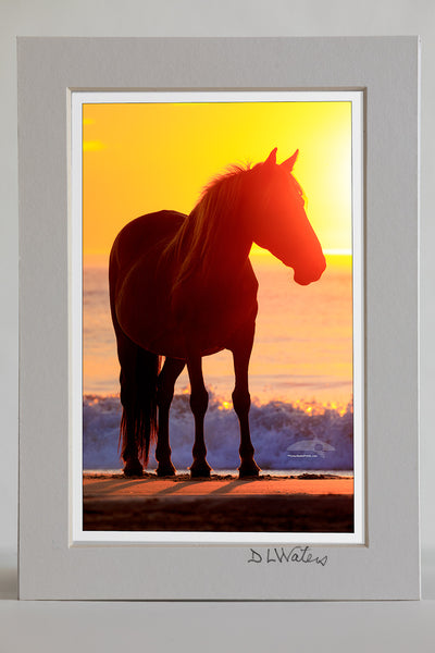 4 x 6 luster print in a 5 x 7 ivory mat of Wild horse silhouette on the beach in front of surf at sunrise in Corolla, NC on the Outer Banks