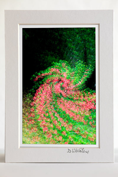 4 x 6 luster print in a 5 x 7 ivory mat of Multiple exposures while turning the camera created this spin art affect on my backyard azaleas.