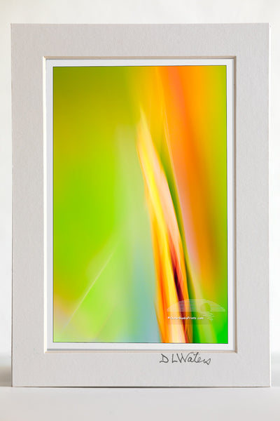 4 x 6 luster print in a 5 x 7 ivory mat of Impressionistic photo of iris buds in the garden created by moving the camera while the shutter was open.