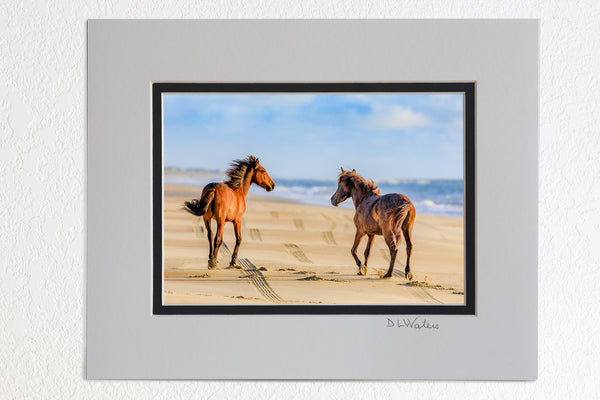 Beach Fun Outer Banks Wild Horse