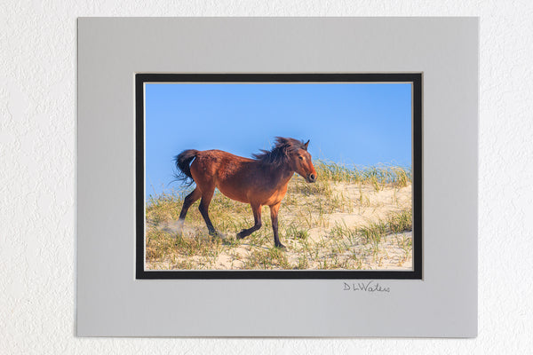 Down the Dunes Outer Banks Wild Horse