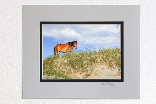 5x7 luster print in a ivory and black double mat of Wild horse on top of a sand dune on the Outer Banks in Carova, NC.