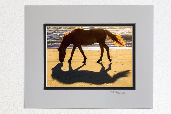 5x7 luster print in a 8x10 ivory and black double mat Wild Stallion walking on a bright sunny morning by the ocean in Corolla on the Outer Banks of NC.