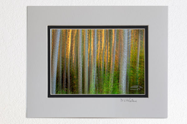 5 x 7 luster prints in a 8 x 10 ivory and black double mat of