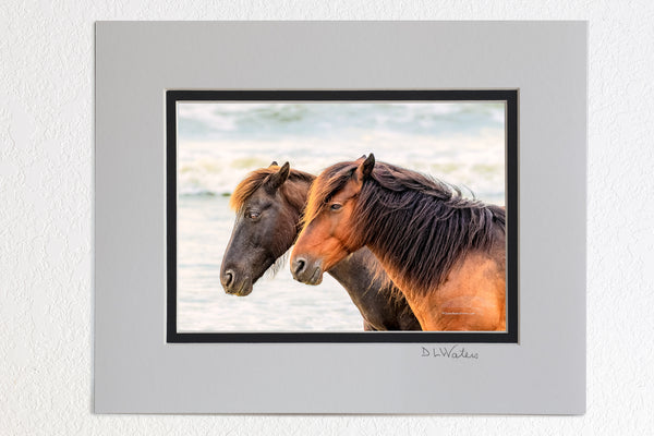5 x 7 luster prints in a 8 x 10 ivory and black double mat of Two wild horses at a Corolla beach on the Outer Banks of NC.