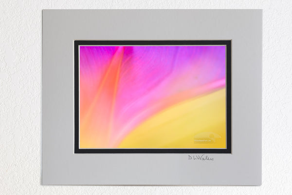 5x7 Luster print in a black and ivory 8x10 double mat of Soft focused, close-up of a morning glory flower at Aligator Wildlife Refuage in North Carolanina.