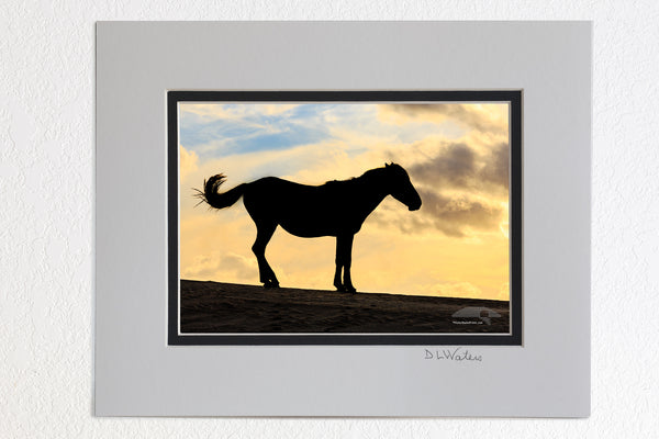 5x7 luster print in a 8 x 10 ivory and black double  mat of a wild horse silhouette swishing its tail in Carova Beach on the Outer Banks of NC.