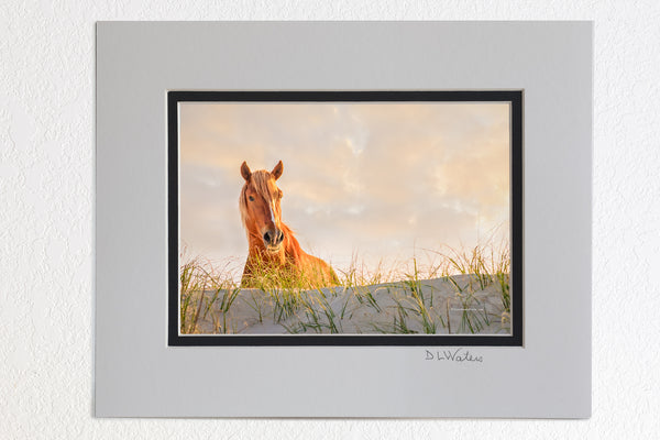 Better View Outer Banks Wild Horse
