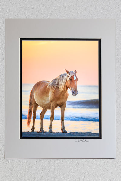 8X10 Luster Print in a 11X14 Ivory and Black Double mat of wild Spanish mustang on NC Outer Banks beach at sunrise.