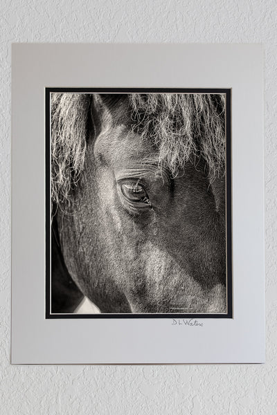 8 x 10 luster prints in an 11 x 14 ivory and black double mat of A close black and white photograph of a wild horses head and eye on the Outer Banks of NC,.