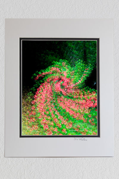 8 x 10 luster print in a 11 x 14 ivory and black double mat of Multiple exposures while turning the camera created this spin art affect on my backyard azaleas.