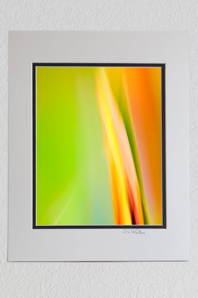 8 x 10 luster print in a 11 x 14 ivory and black double mat of Impressionistic photo of iris buds in the garden created by moving the camera while the shutter was open.