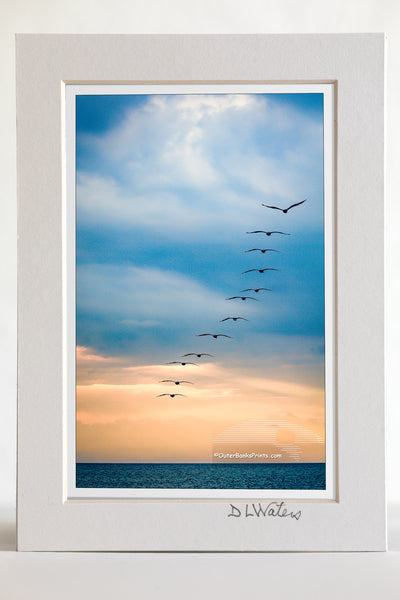 4 x 6 luster print in a 5 x 7 ivory mat of 12 brown pelicans flying out to sea on a stormy morning on the Outer Banks of NC.
