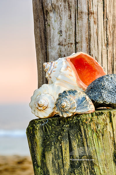 Shells stacked up under Avalon fishing pier in Kill Devil Hills, NC on the Outer Banks at sunrise.
