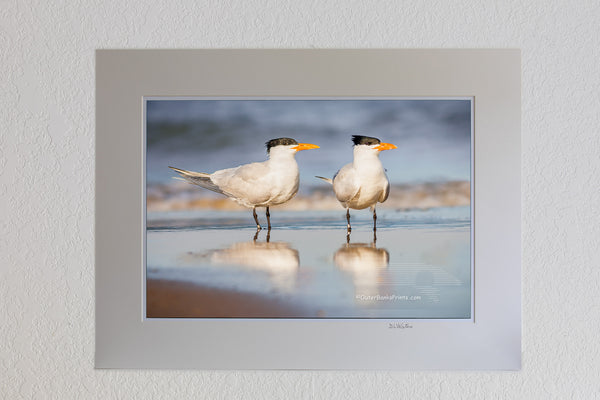 It's believed that Royal Turns mate for life. The male feeds the female during courtship. This pair of Royal Turns was photographed on the beach in Corolla, NC and has been banded to help ornithologist figure out how long they live and where they go. The oldest recorded Royal Tern was at least 30 years old. It was banded in North Carolina and found in Belize.