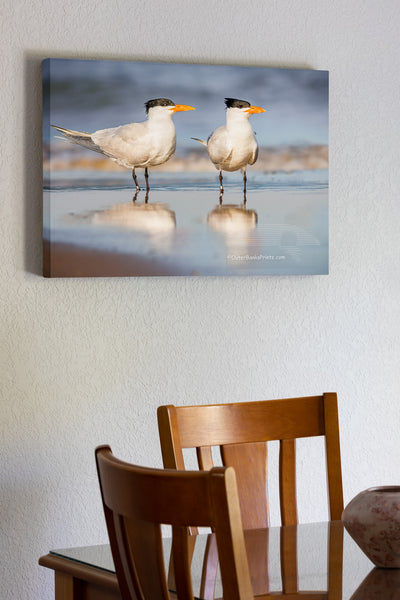 It's believed that Royal Turns mate for life. The male feeds the female during courtship. This pair of Royal Turns was photographed on the beach in Corolla, NC and has been banded to help ornithologist figure out how long they live and where they go. The oldest recorded Royal Tern was at least 30 years old. It was banded in North Carolina and found in Belize.