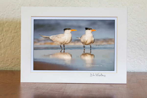 It's believed that Royal Turns mate for life. The male feeds the female during courtship. This pair of Royal Turns was photographed on the beach in Corolla, NC and has been banded to help ornithologist figure out how long they live and where they go. The oldest recorded Royal Tern was at least 30 years old. It was banded in North Carolina and found in Belize.