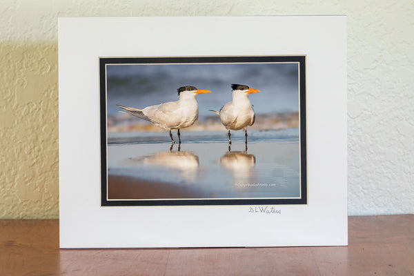 It's believed that Royal Turns mate for life. The male feeds the female during courtship. This pair of Royal Turns was photographed on the beach in Corolla, NC and has been banded to help ornithologist figure out how long they live and where they go. The oldest recorded Royal Tern was at least 30 years old. It was banded in North Carolina and found in Belize.